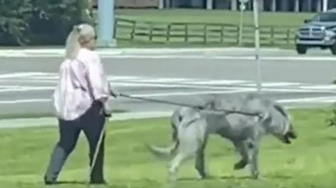 Una mujer fue captada mientras paseaba a su extraña mascota
