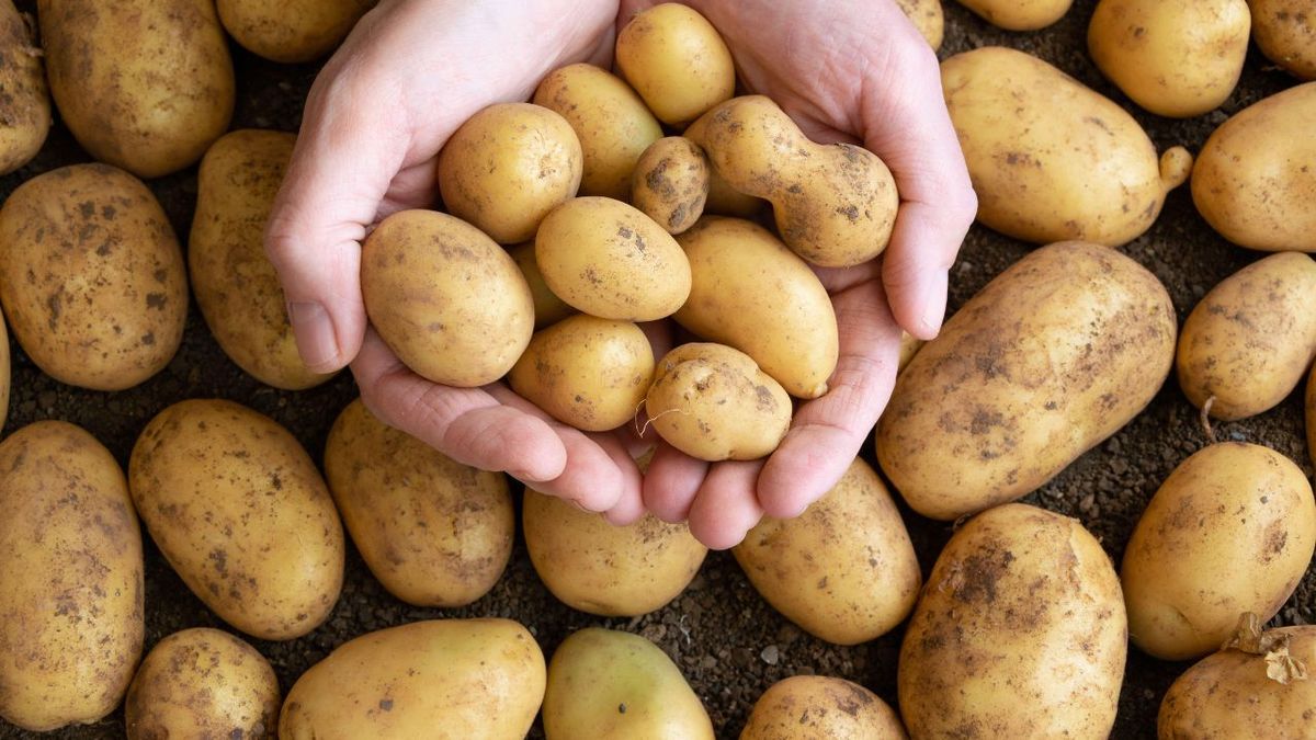 Qué le pasa a tu cuerpo si comes papas todos los días