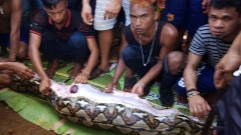 Una pitón se tragó entera a una mujer en Indonesia