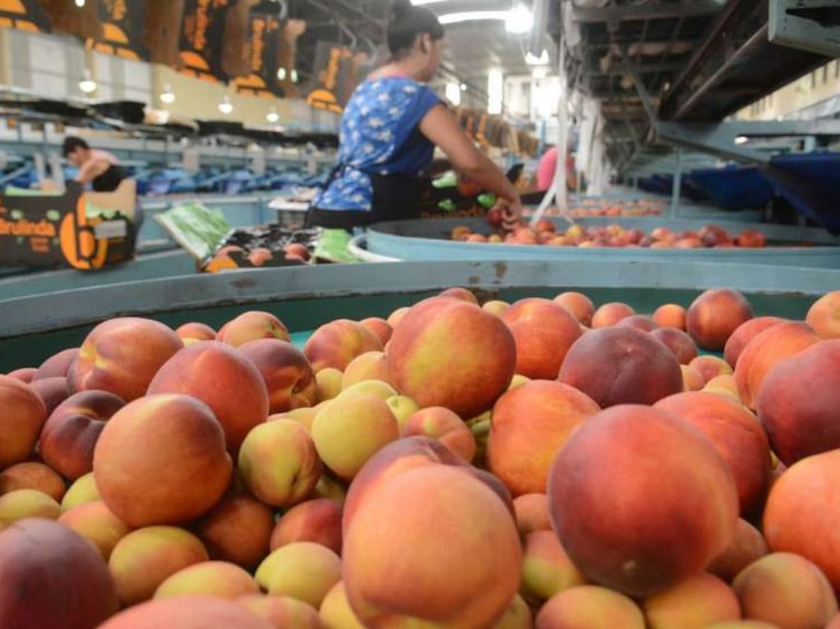 La semana que viene arranca la primera “mesa de concertación” para el durazno con el objetivo de establecer costos de producción, calidad de los productos, precios de referencia, plazos de entrega de materia prima y modalidad de pagos.