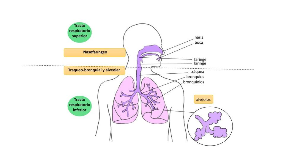 Organización del tracto respiratorio. El tracto respiratorio superior incluye la nariz, la boca, la faringe, la laringe; y el tracto respiratorio inferior que incluye la tráquea, y los pulmones formados por los bronquios, bronquiolos, y alveolos (C. Tapia, 2023)