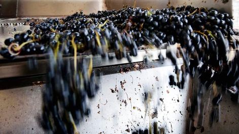 Los Andes | El volumen exportado en lo que va del año ha caído, pero la recuperación de los precios internacionales contribuye a que el desempeño en términos de facturación sea alentador.