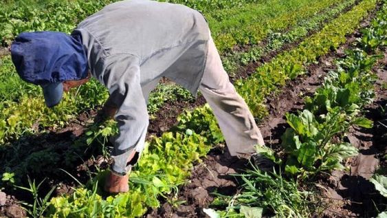 Horticultura: Productores advierten sobre una merma por baja rentabilidad. Horticultura: Productores advierten sobre una merma por baja rentabilidad.