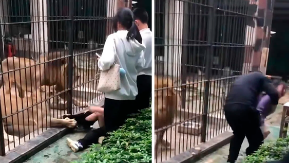 El dramático momento en que una leona atrapó la pierna de una niña en un zoológico.