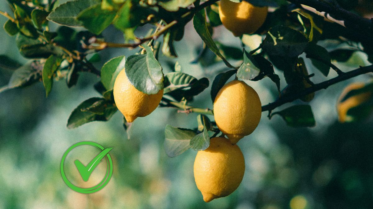 Si tenés un limonero, tenés un tesoro: el truco con un pincel para llenarlo de frutos sin gastar dinero