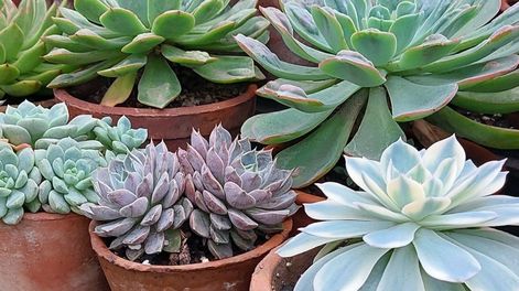 Los Andes | suculentas en el jardín