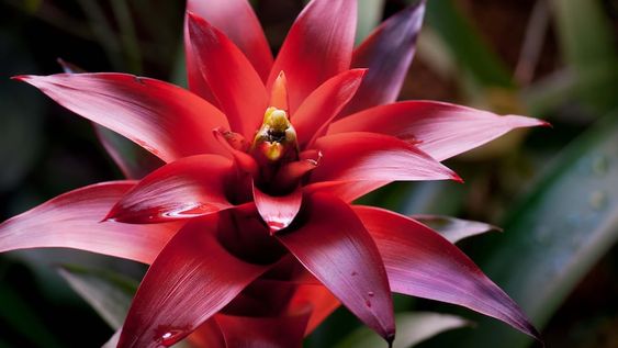 Estas atractivas plantas, que florecen a los dos años de vida, surgen en las grietas en las rocas montañosas o en las horquillas de los árboles de la selva.