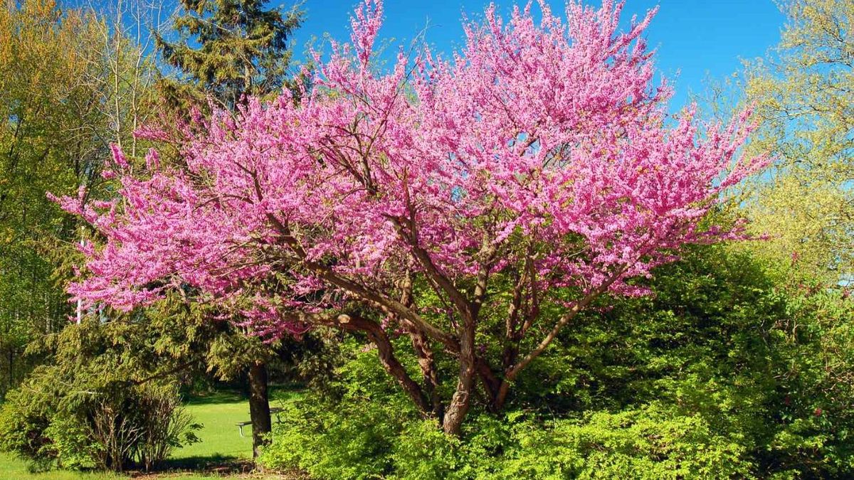 El árbol que da frutas todo el verano, atrae polinizadores y da sombra toda la estación