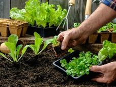Iscamen ofrece una capacitación gratuita y online sobre cómo armar la huerta en casa Iscamen ofrece una capacitación gratuita y online sobre cómo armar la huerta en casa