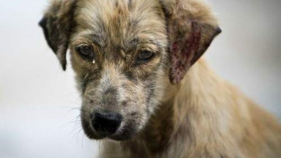 Perros callejeros: lanzan acciones para reducir el abandono en el Gran Mendoza