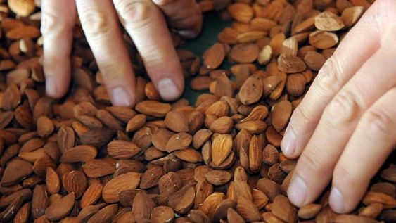 Mañana se desarrollará una jornada virtual sobre manejo de heladas para el sector de frutos secos