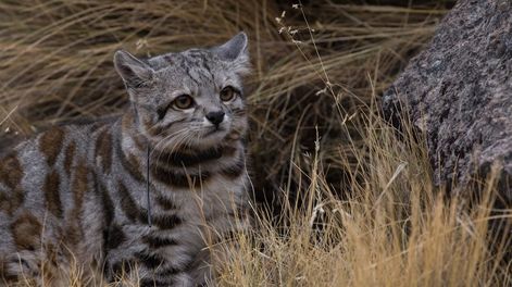 Los Andes | Volvieron a fotografiar al “Fantasma de los Andes”, el felino silvestre más amenazado de América. Foto: Gobierno de Mendoza (Imagen ilustrativa)