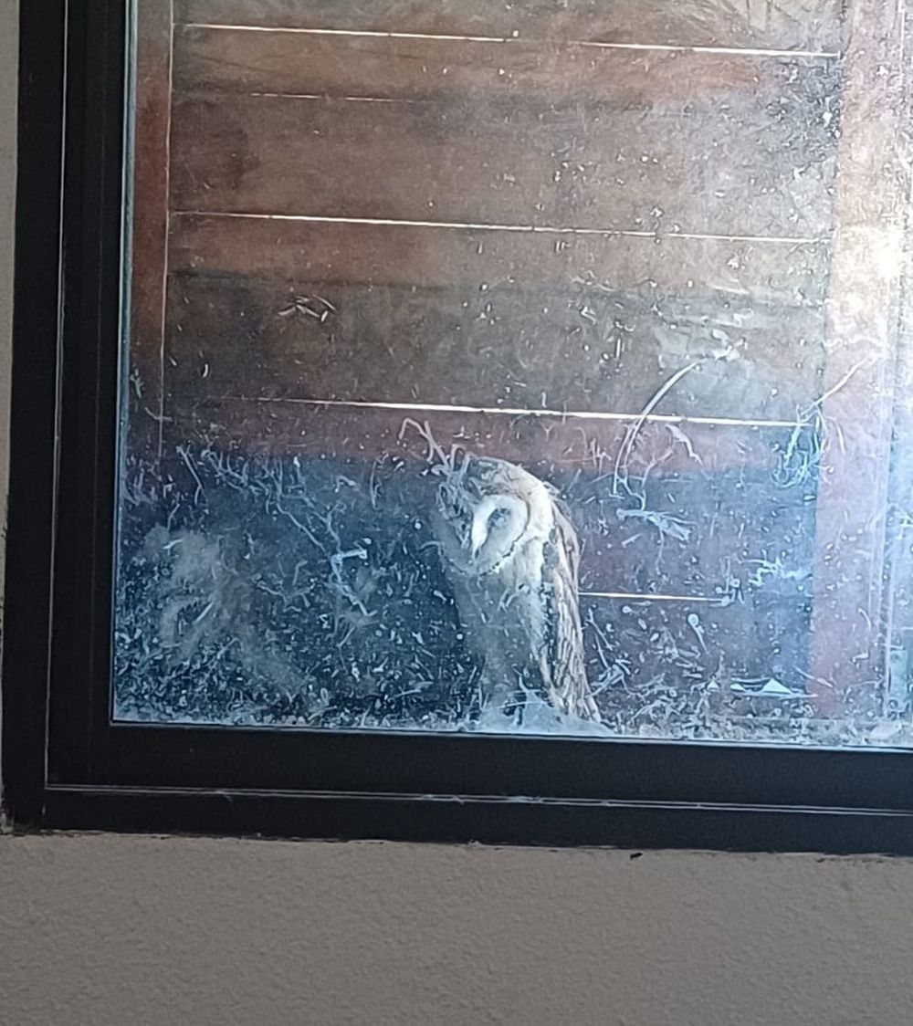 Tenía su casa en alquiler y, cuando fue a limpiarla, encontró a una familia de aves protegidas como 