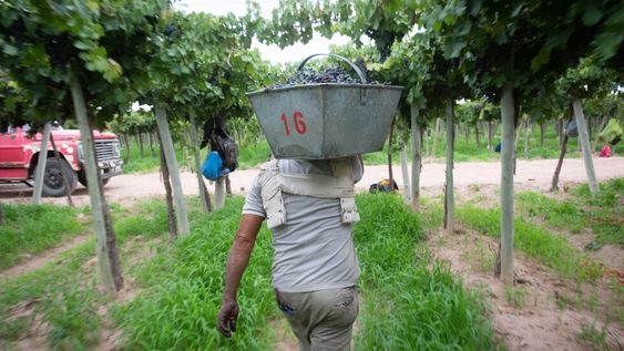Vendimia. Varios referentes aseguran que esta vendimia tendrá un valor similar a la del 2020, principalmente por el efecto de las heladas y la falta de agua. Foto: Ignacio Blanco / Los Andes