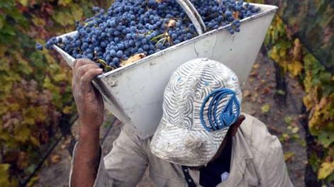 Trabajador de la viña.
