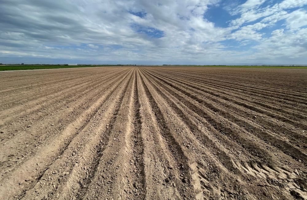 Siembra de ajo: todo lo que tenés que saber para alcanzar el mejor rendimiento