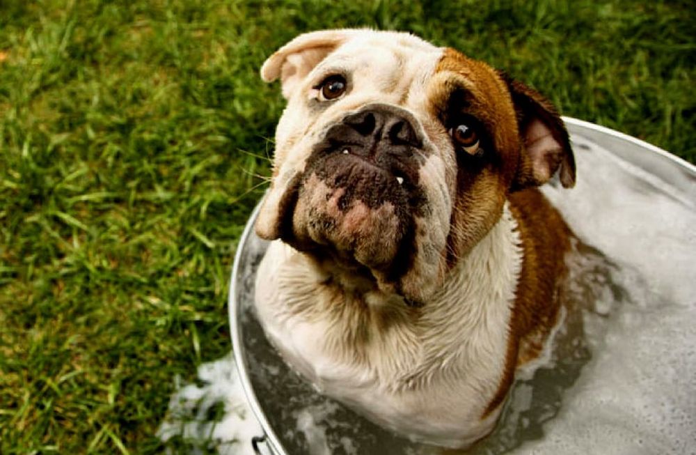 Perros: cómo protegerlos del calor
