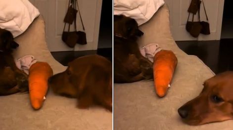 Los Andes | El tierno vídeo de un golden retriever consolando a un perro callejero.