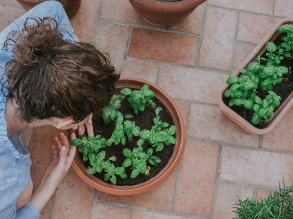 Jard&iacute;n y jardiner&iacute;a se potencian con plantas que repelen mosquitos naturalmente en casa.
