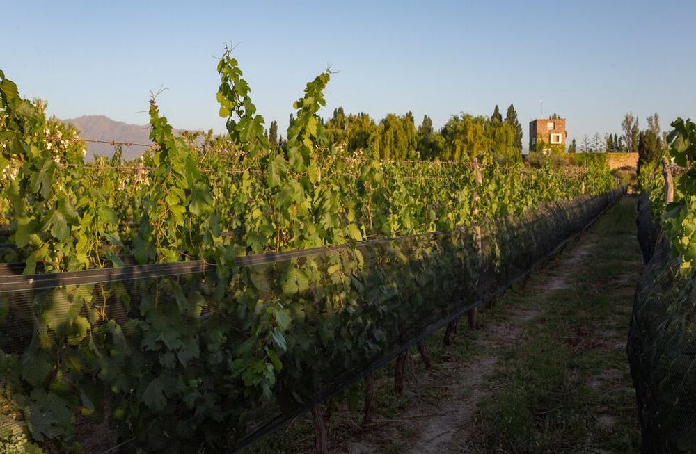 Viñedos orgánicos: en qué consiste la producción de estos vinos y cómo se certifican
