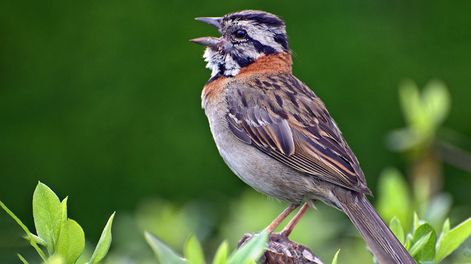 Esta especie de pájaro no solo se adapta al pueblo, sino también a la ciudad.