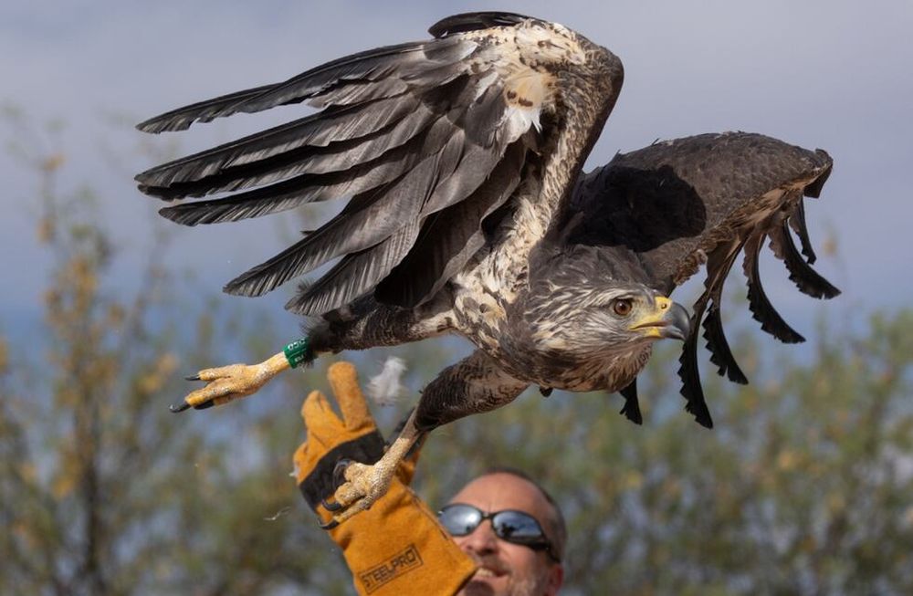 Fotos y video: así fue la emotiva liberación del águila rescatada al borde de la muerte hace un año. Foto: Gentileza Dirección de Recursos Naturales Renovables de Mendoza.
