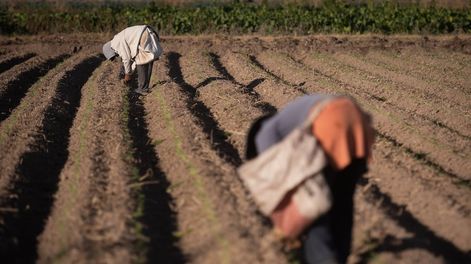 El futuro de la alimentación sigue estando en la tierra y sus cultivos. Foto: Ignacio Blanco / Los Andes