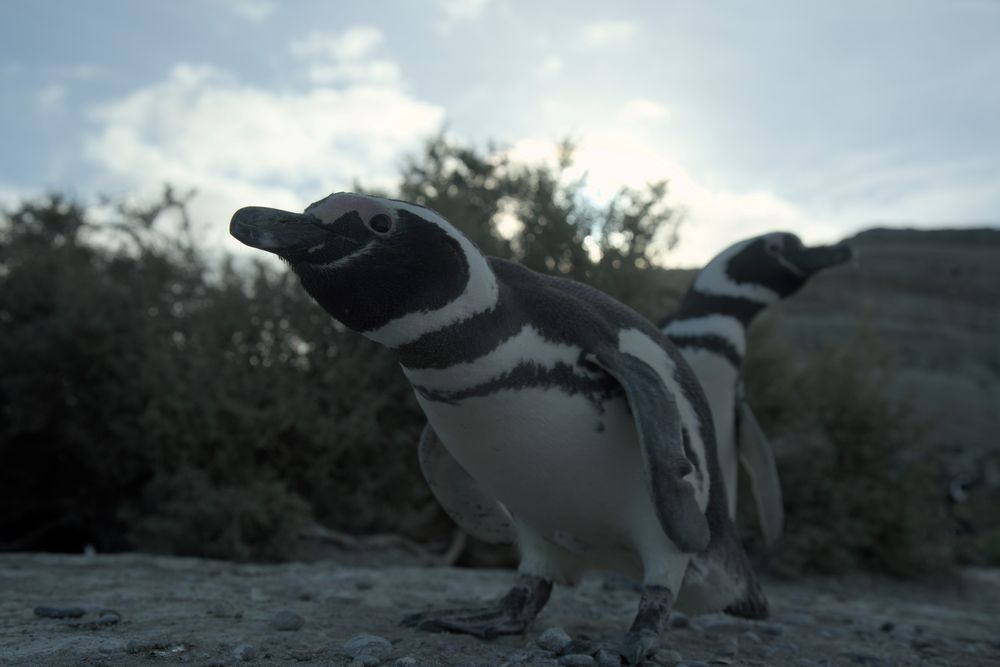 Secretos de los pingüinos: misterios, interrogantes y curiosidades de la especie que conquistó el Hemisferio Sur. Foto: Gentileza National Geographic