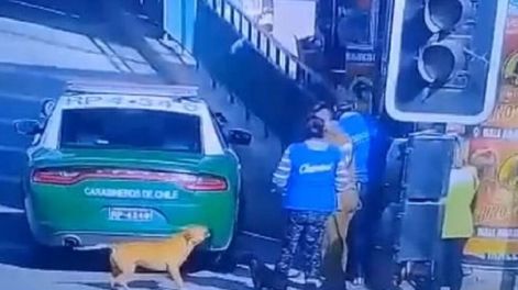 Indignación en Chile por un carabinero que mató a un perro de un balazo