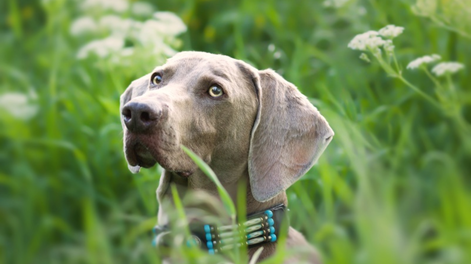 Cuál es la raza de perro más antigua del mundo y sigue existiendo hoy.