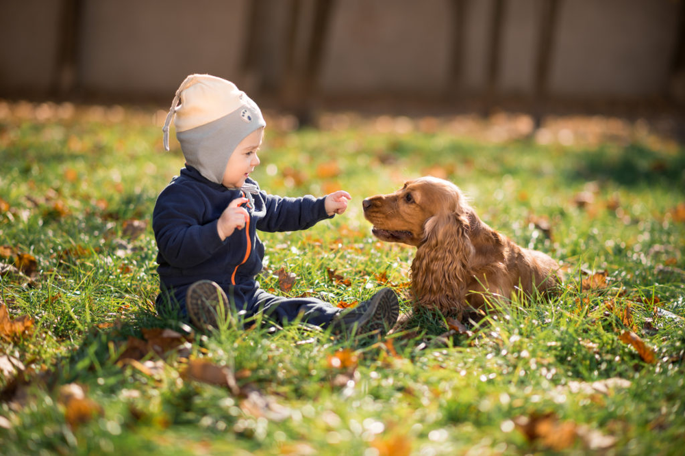 Cuáles son las 3 razas de perros más amigables con los niños.