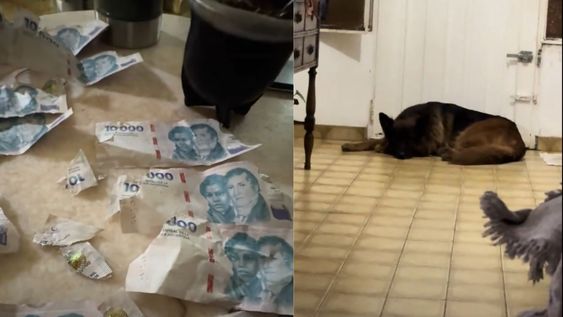 Su perro le destrozó varios billetes de $10.000 y se volvió viral.&nbsp;
