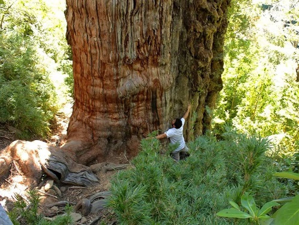 El segundo árbol más grande en el mundo está en Argentina.&nbsp;