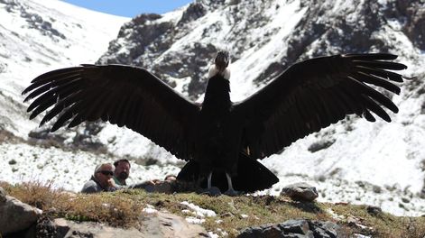 Los Andes | Emotivo video: el momento en que un cóndor cae en la cuenta de que es libre y vuela hacia la cordillera mendocina. Foto: Gentileza Martín García - Guardaparque Departamento de Fauna Silvestre