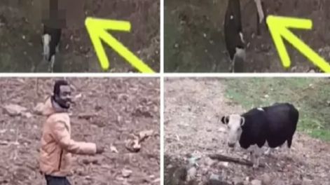 Acusaron a un hombre de abusar de una vaca en Chile (Gentileza / Biobío)