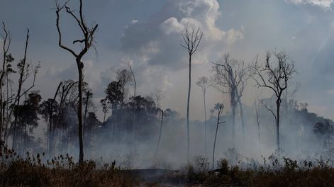 Habitantes del reino de la vida exuberante - Por Francisco Guerrero