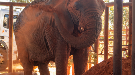 Habló el director del Santuario de Elefantes: Nadie hace preguntas cuando los ejemplares mueren en zoo
