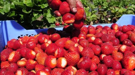Qué se necesita para atraer inversiones a la fruticultura