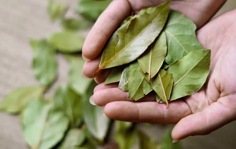 El Feng Shui indica en que lugares de la casa se deben poner las hojas de laurel para atraer abundancia.