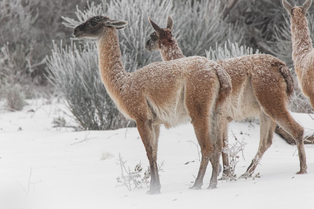 Vacanze e natura: quali animali si possono vedere a Mendoza e nel loro habitat naturale? Foto: Per gentile concessione di Martín Pérez (Instagram @cuyo.birding.3)