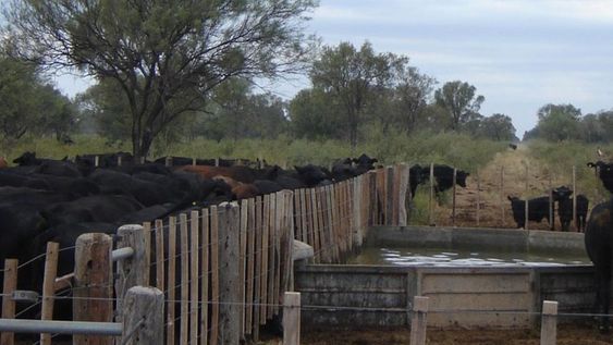 Desde hace varios años los productores ganaderos vienen solicitando mejoras en la infraestructura que rodea a los campos. / Foto: Gentileza