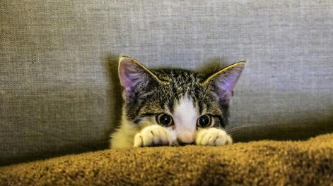 Los Andes | Las muestras de que tu gato se encuentra triste