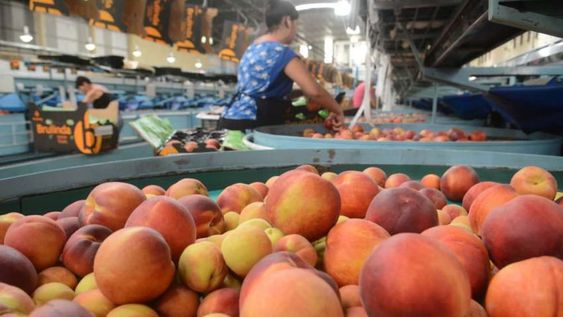 La semana que viene arranca la primera “mesa de concertación” para el durazno con el objetivo de establecer costos de producción, calidad de los productos, precios de referencia, plazos de entrega de materia prima y modalidad de pagos.