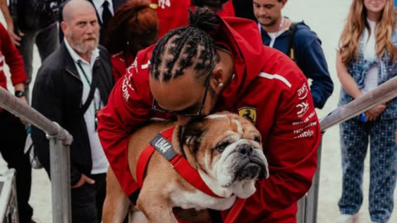 Murió Roscoe, el perro de Lewis Hamilton