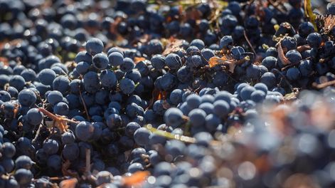 Un operativo de compra de uva sin resultados positivos - Por Ricardo Mansur