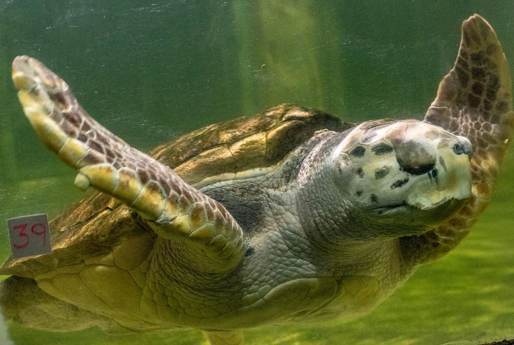 Turtle Jorge will have his own documentary: his troubled arrival in Argentina, his days in Mendoza, and his dream of freedom. Photo: Archive
