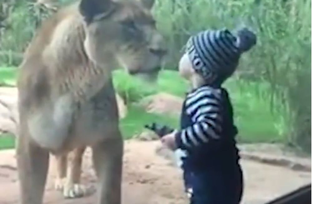 Un nene de 2 años besa a una leona y el tierno momento se hizo viral