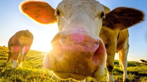 Viral de TIkTok: una vaca fue grabada en una escuela de Las Heras.