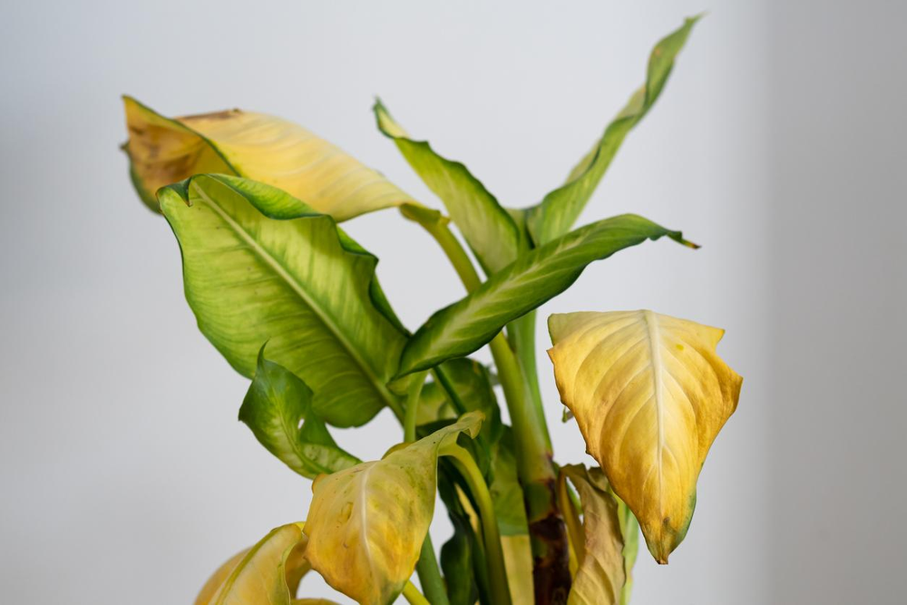 En jardín y jardinería, estas plantas avisan problemas antes de secarse