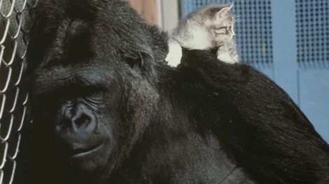 Murió Koko, la gorila que hablaba y amaba a los gatos